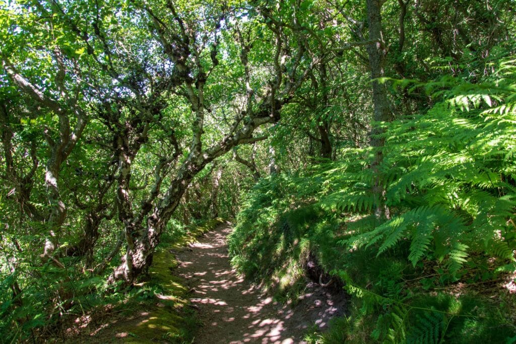 Wald Almindingen