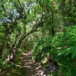 Almindingen. Einer der größten Wälder Dänemarks