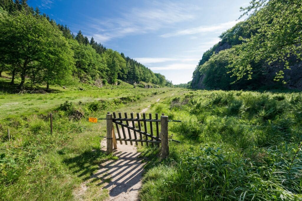 Wald Almindingen – Eingang zum Ekkodalen