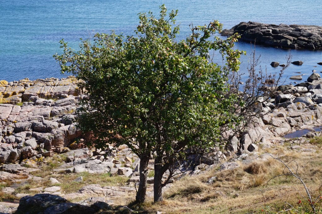Apfelbaum auf Hammeren, Foto: Ewelina Podrez-Siama
