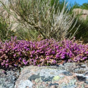 Blühende Heide auf den Felsen von Hammeren