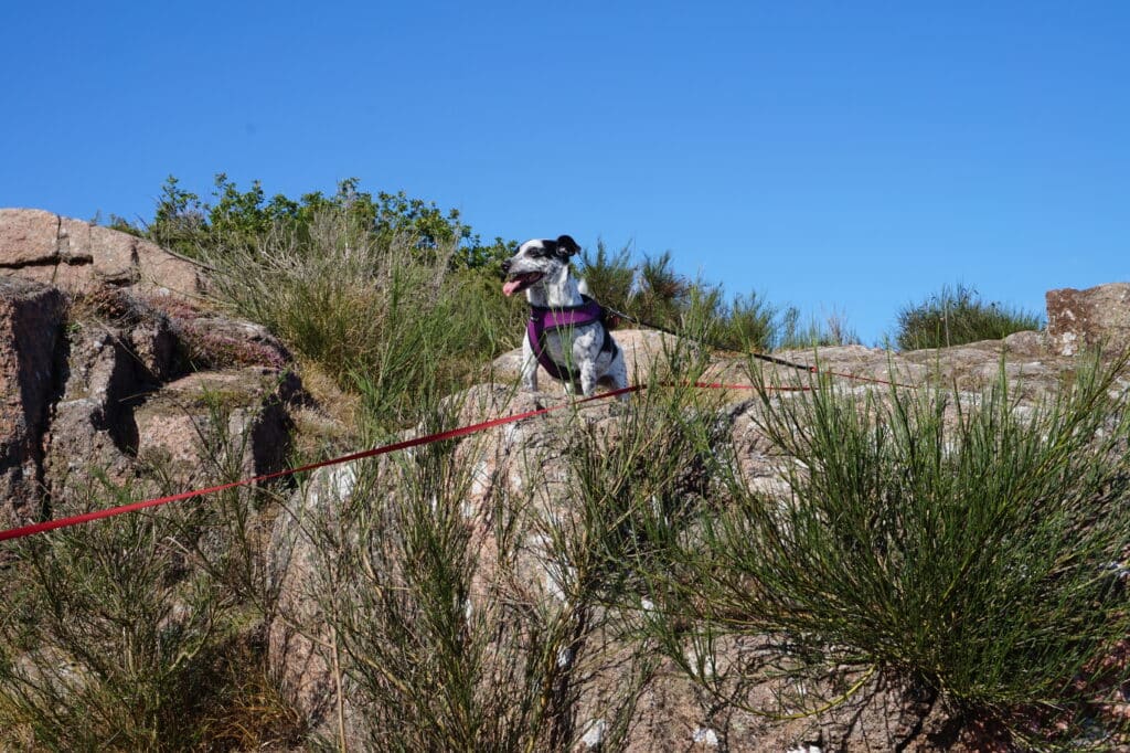 Mit Hund auf Hammeren, Foto: Ewelina Podrez-Siama