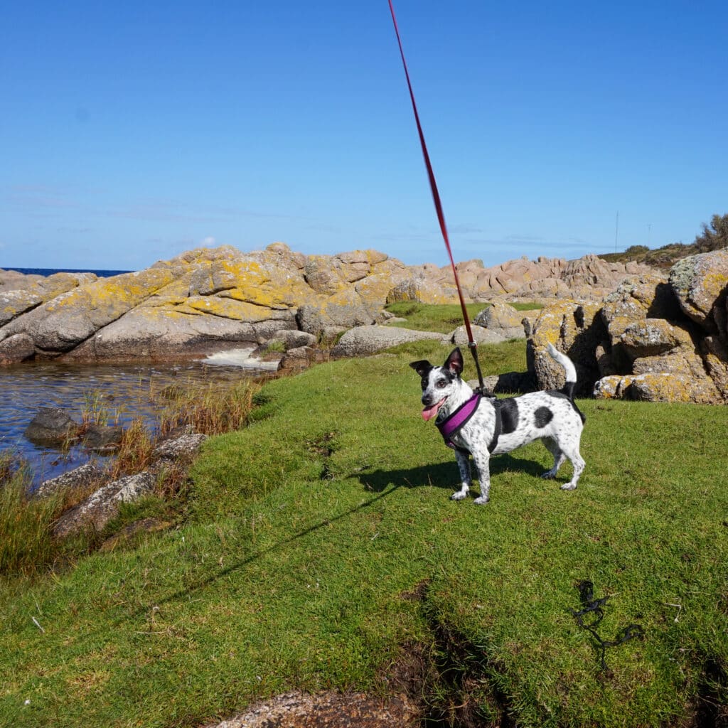 Mit Hund auf Hammeren, Foto: Ewelina Podrez-Siama