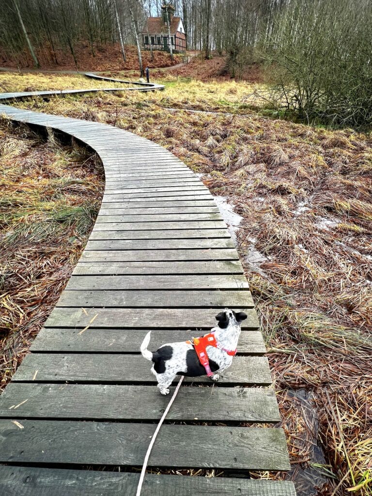 Ekkodalen mit Hund