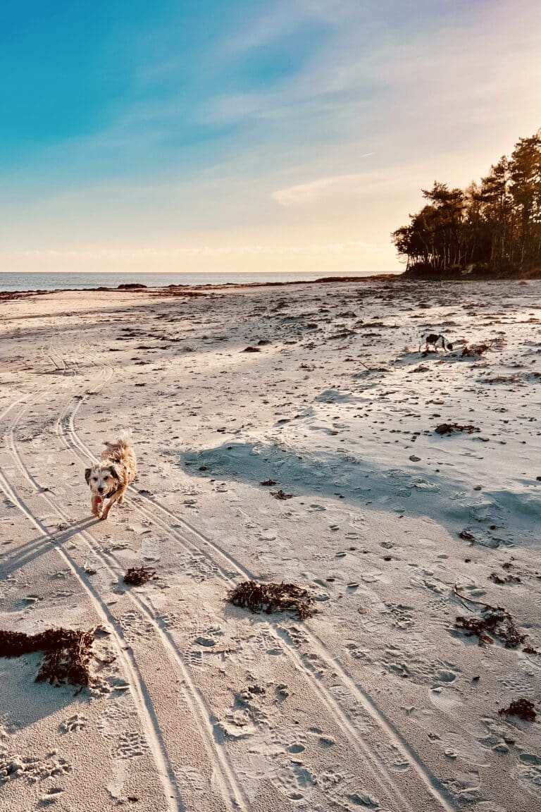 Hund rennt über den breiten Sandstrand von Snogebæk