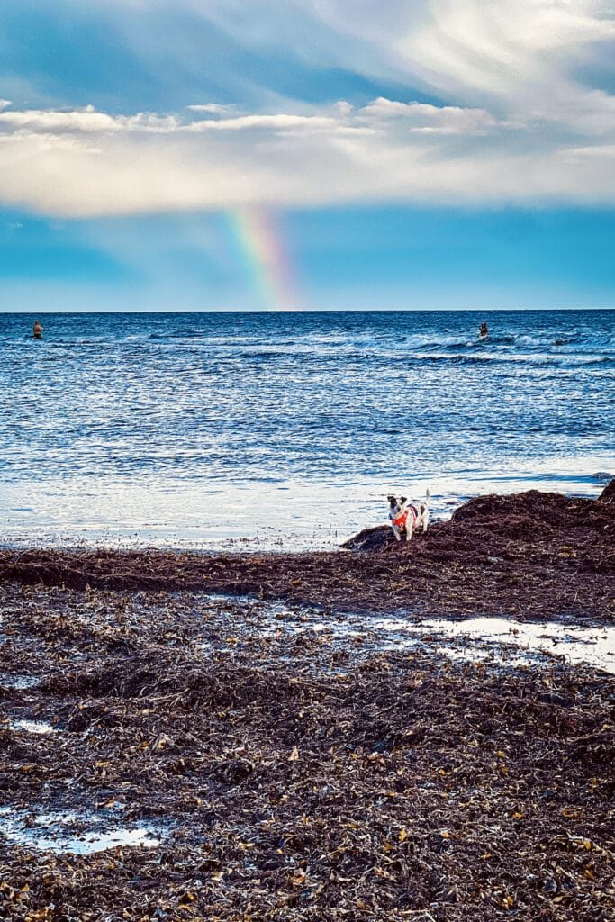 Snogebæk, Foto: Ewelina Podrez-Siama, 2022
