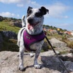 Bornholm mit Hund. Einreise, Fähre, Leinenpflicht und Hundewälder