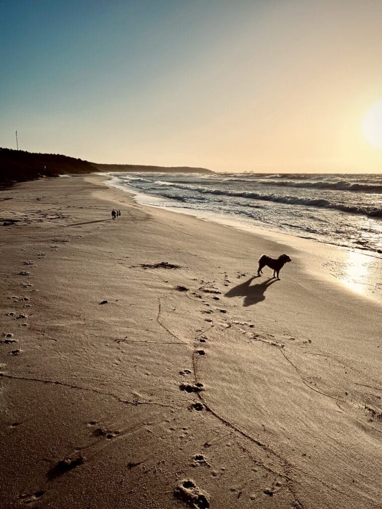 Hund auf nassem Sand am Strand bei Sonnenuntergang