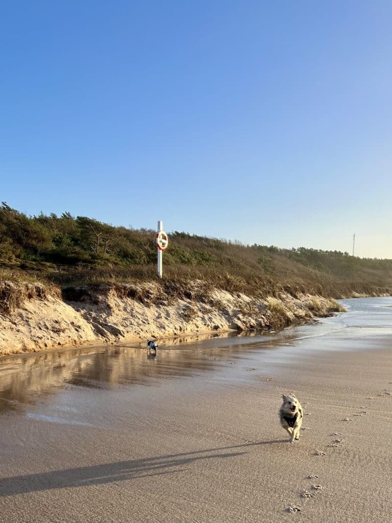 Hund rennt über einen Sandstrand unter einer bewachsenen Böschung