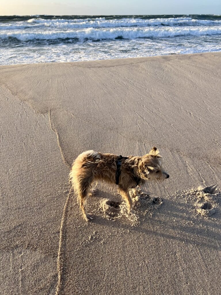 Zotteliger Hund auf festem Sand direkt an den Wellen