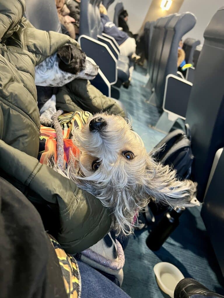 Zwei kleine Hunde auf dem Schoß von Passagieren zwischen Sitzreihen auf der Fähre