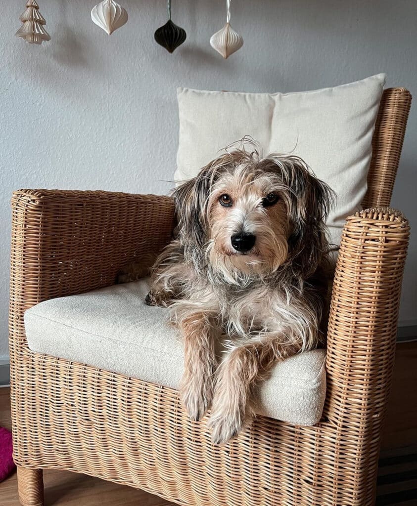 Zotteliger Hund ruht auf einem Korbsessel mit Kissen in der Unterkunft