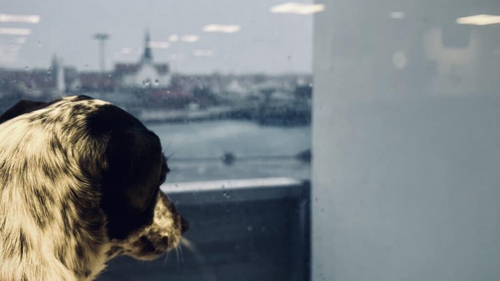 Hund am Fenster der Fähre nach Bornholm, hinter der Scheibe der Hafen