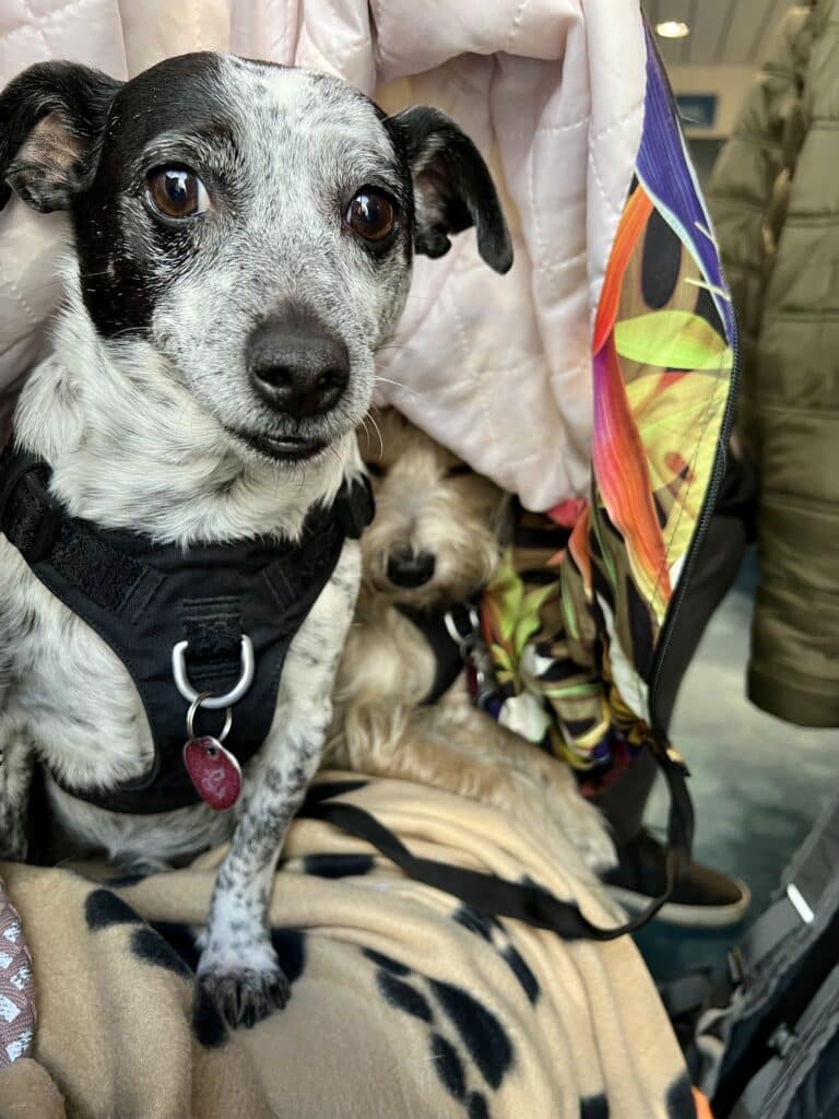 Zwei kleine Hunde, in eine Decke gehüllt, auf dem Schoß während der Überfahrt