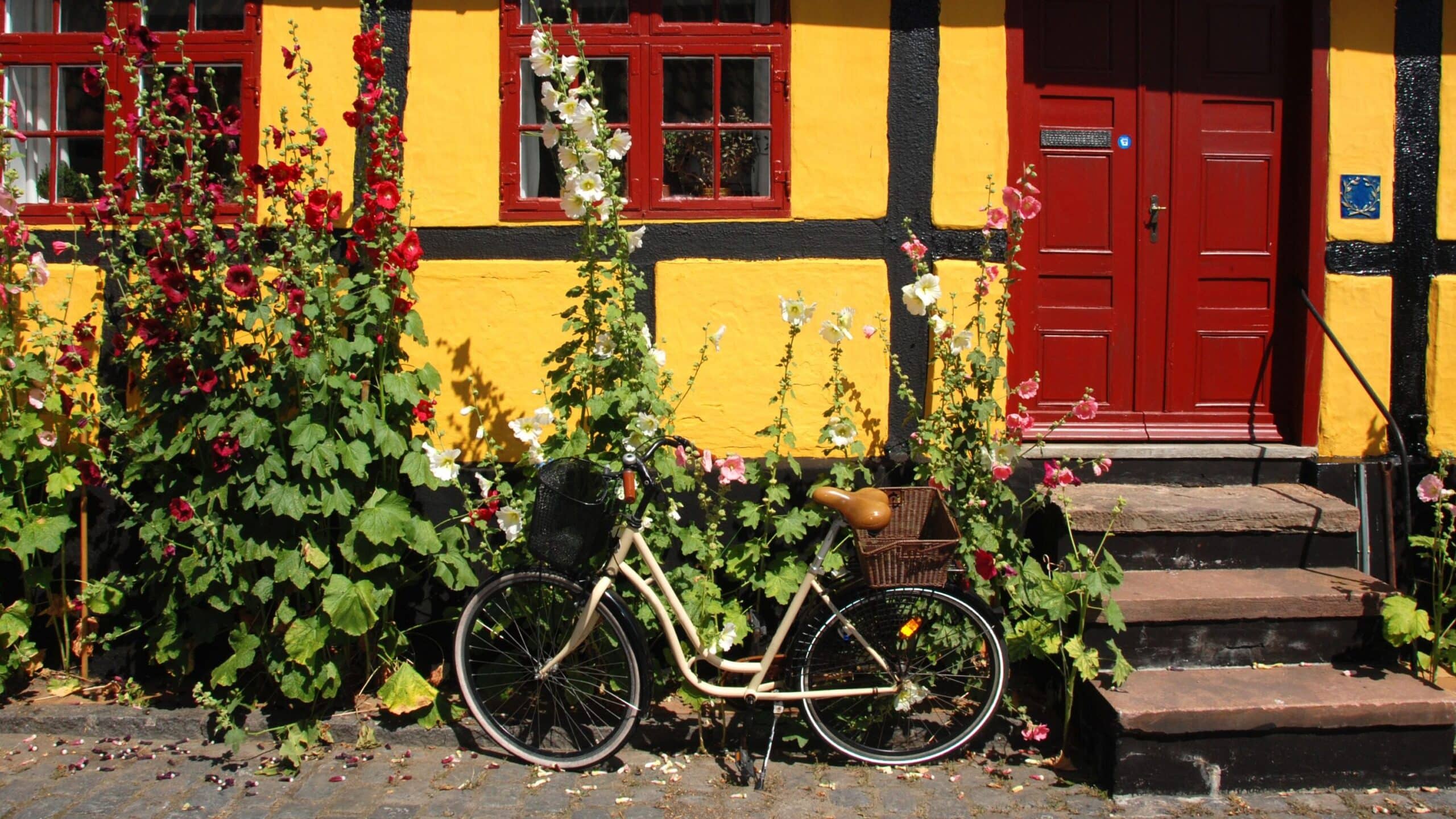 Fahrrad vor einem gelben Fachwerkhaus, daneben blühende Stockrosen