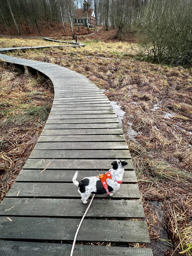 Hund in rotem Geschirr auf einem Holzsteg über eine Wiese in Ekkodalen