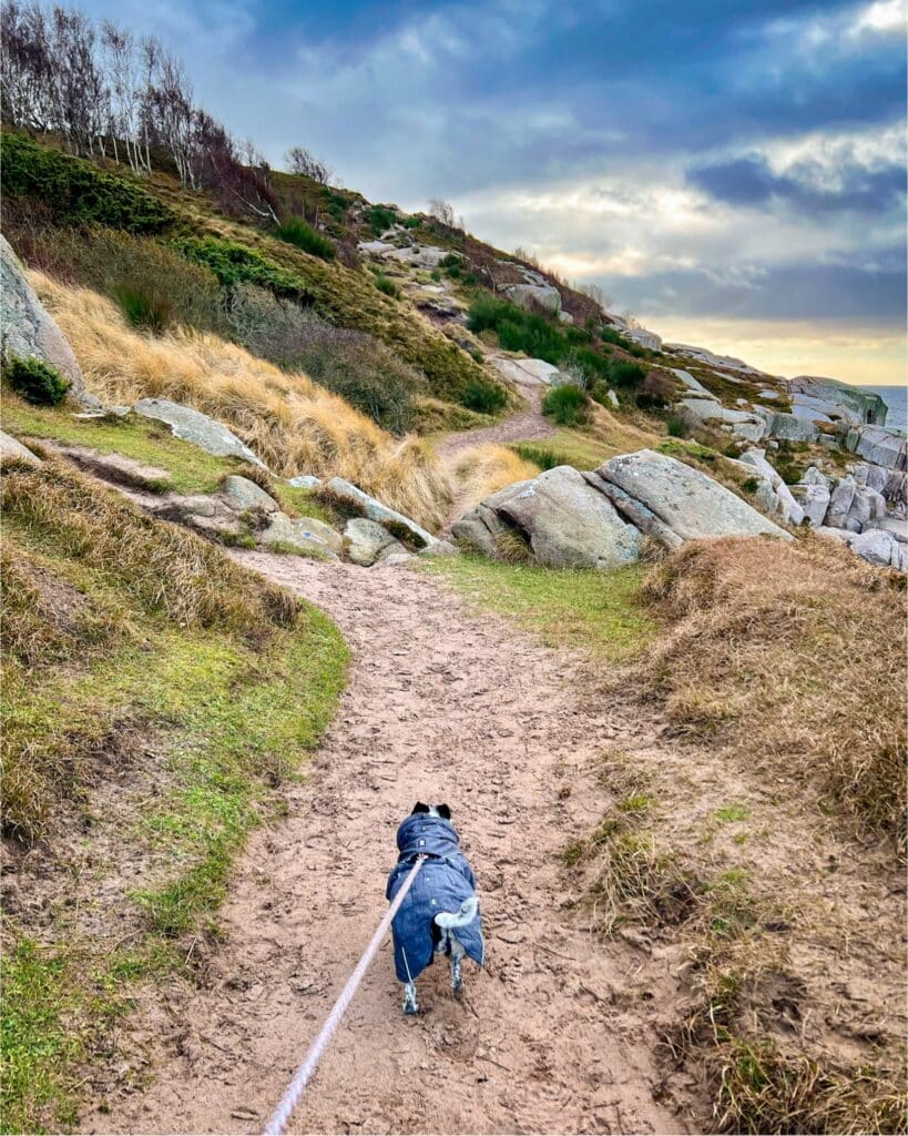 Hund in blauem Mantel auf einem Sandweg zwischen Felsen an der Küste