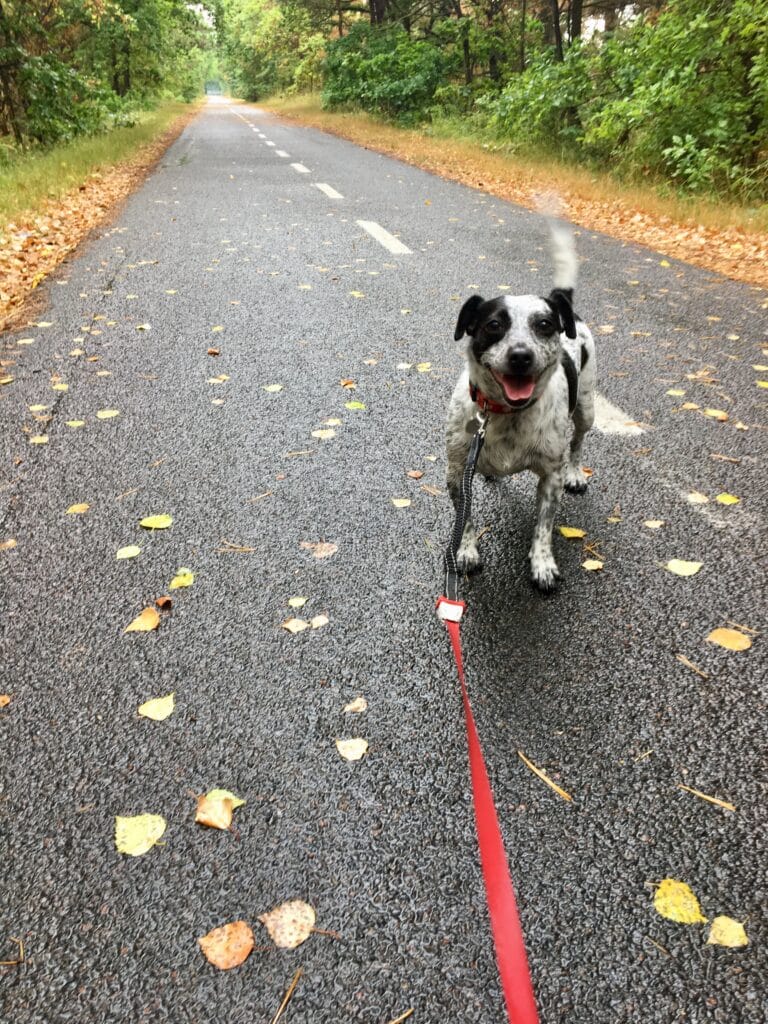 Hund an roter Leine auf einem Radweg im Wald bei Nexø