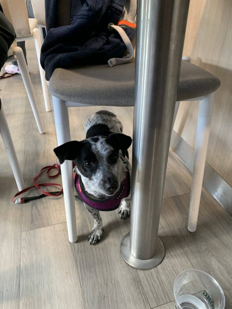 Schwarz-weißer Hund an der Leine unter einem Stuhl im Café der Fähre