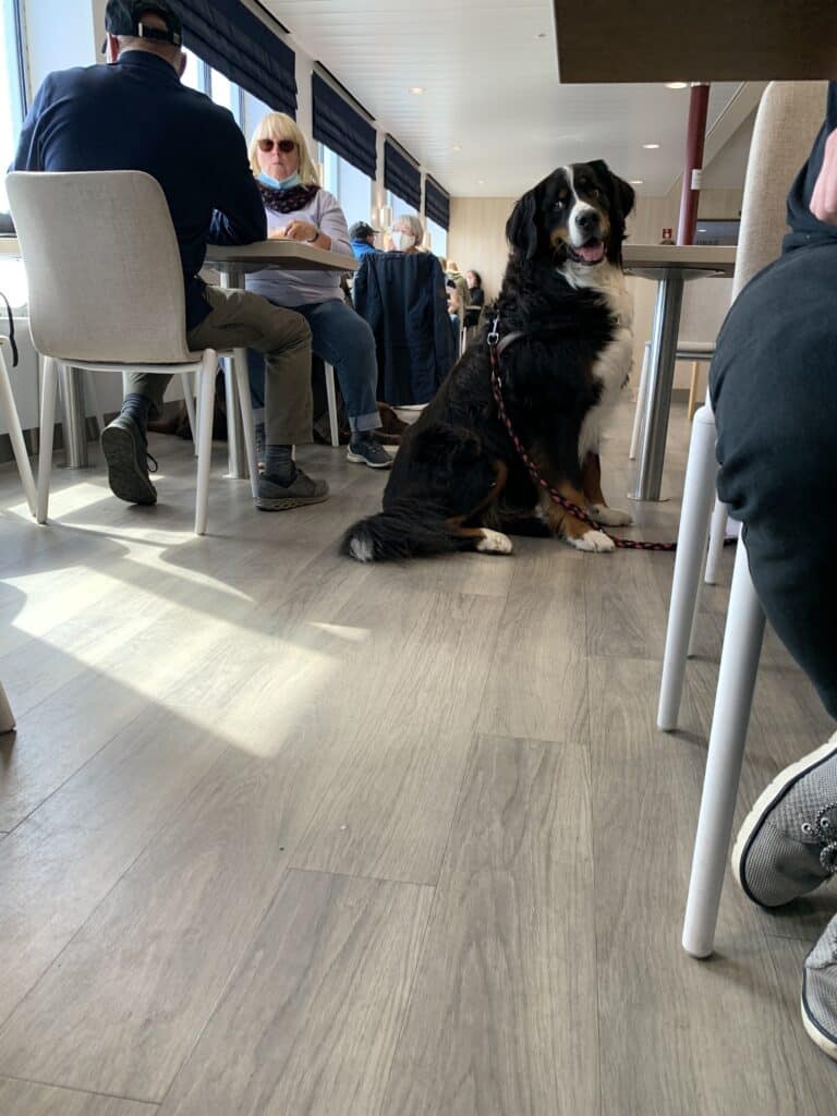 Berner Sennenhund sitzt zwischen den Tischen der Passagiere im Fährsalon