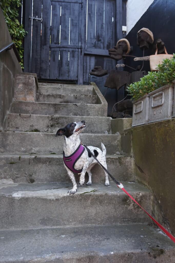 Hund in lila Geschirr auf Steinstufen vor einem Holztor