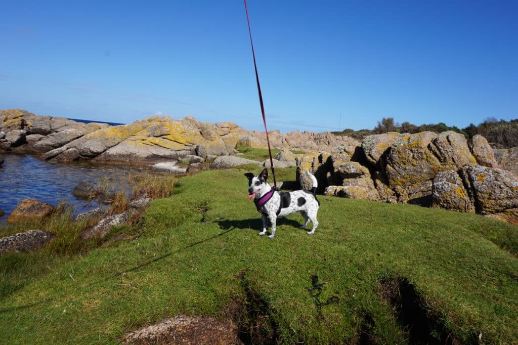 Hund an der Leine im Gras zwischen Granitfelsen am Wasser auf Hammeren