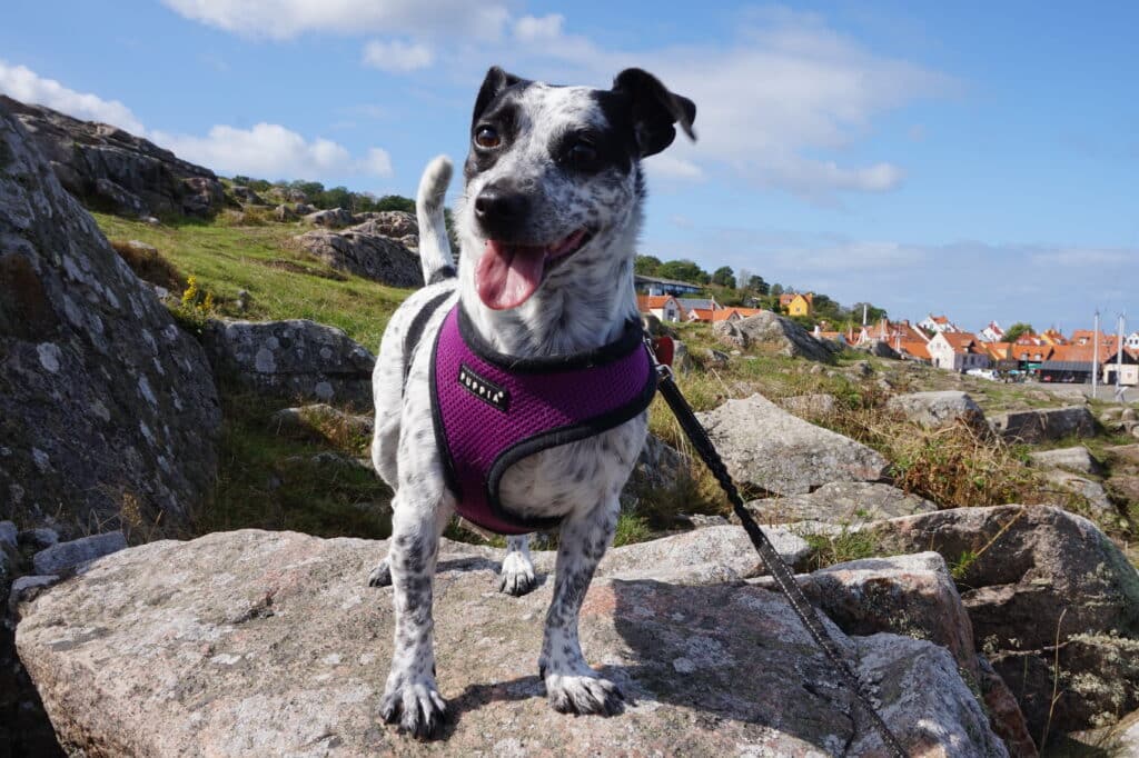 Hund in lila Geschirr auf Felsen über den roten Dächern von Gudhjem