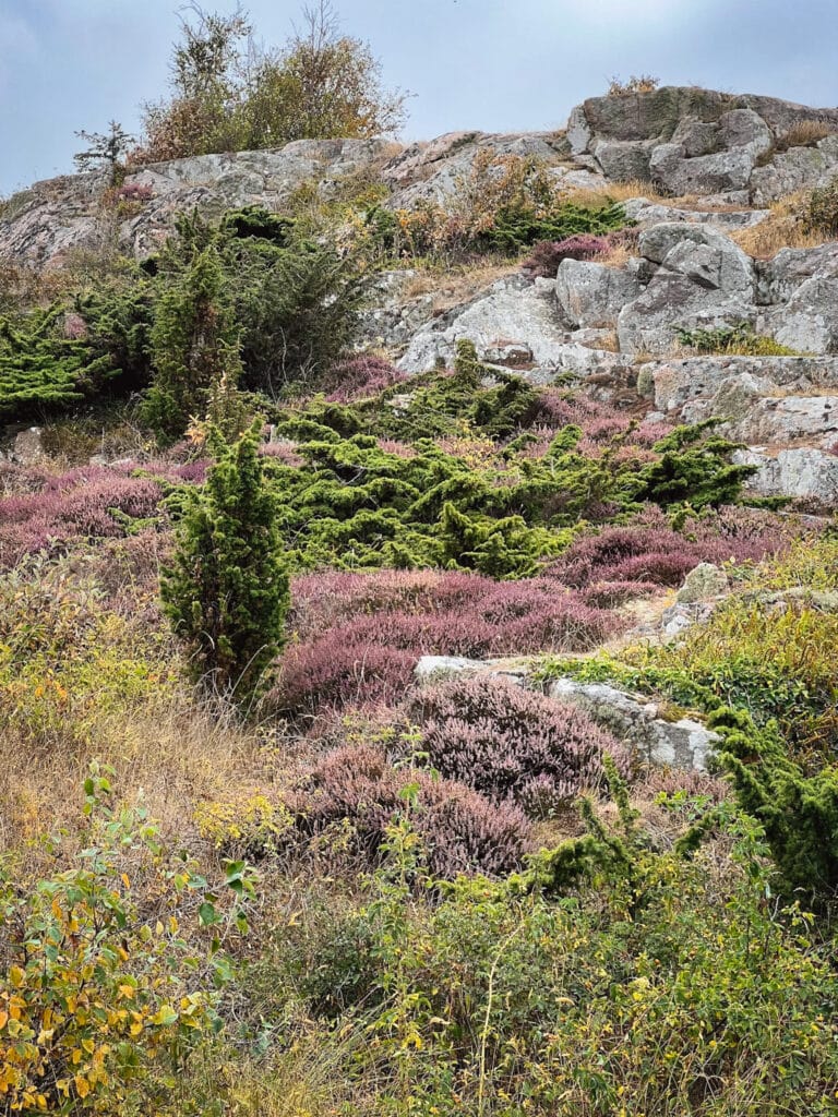 Granithügel mit blühender Heide und Wacholder