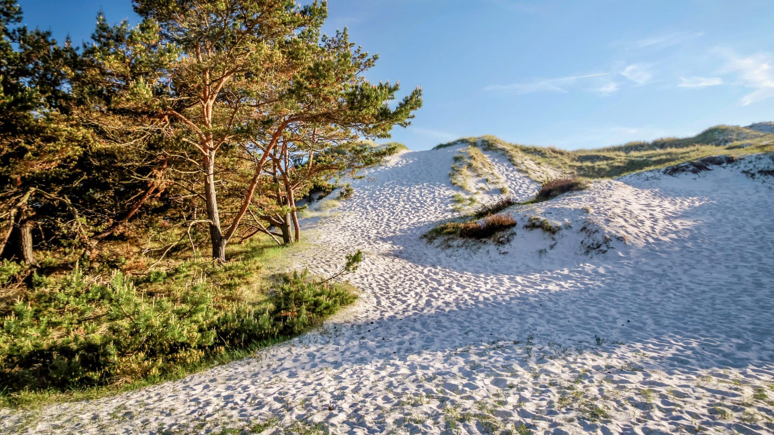 Weiße Dünen mit Kiefern unter blauem Himmel
