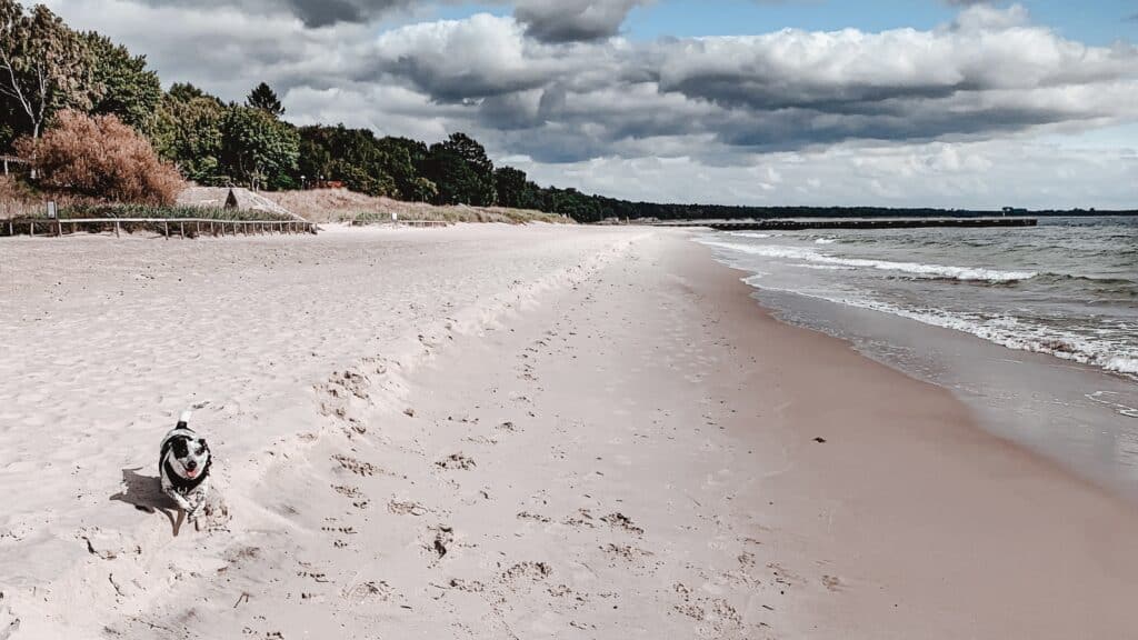 Kleiner Hund an einem breiten Sandstrand in Ystad