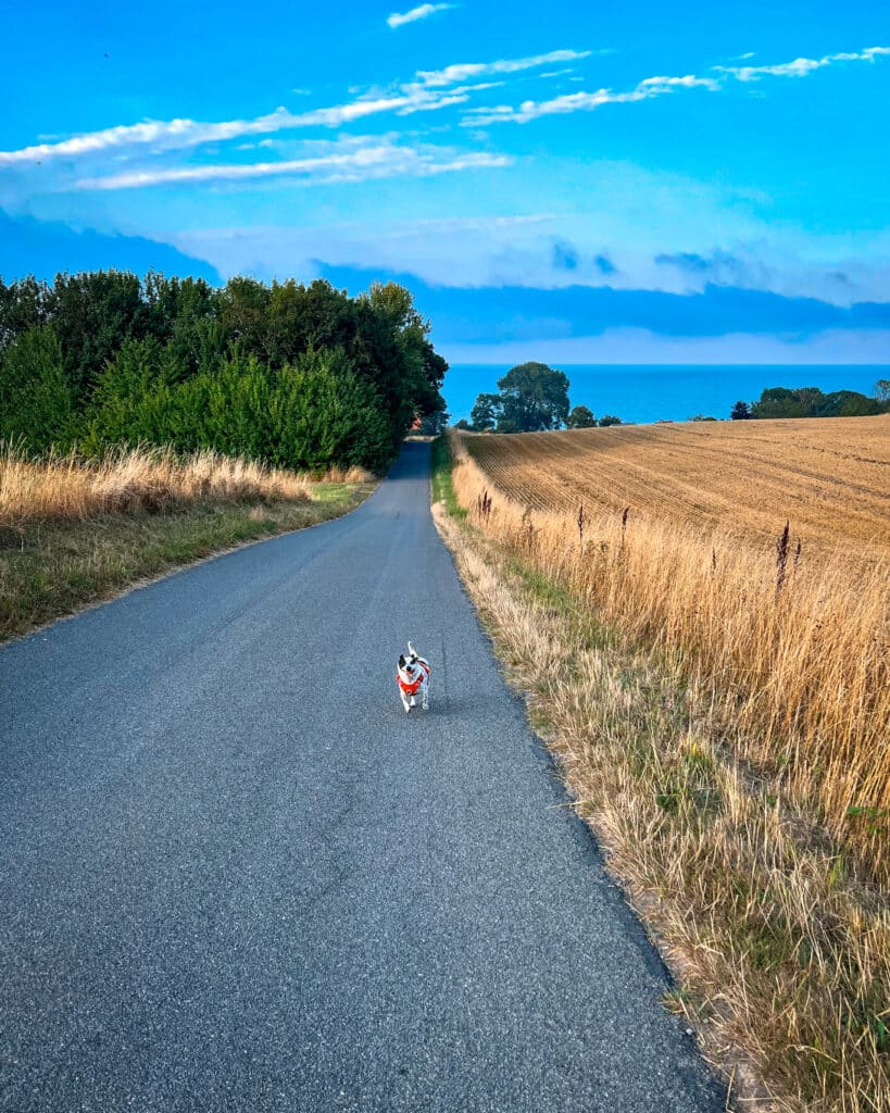 Kleiner Hund läuft auf einer asphaltierten Straße zwischen einem Getreidefeld und Gebüsch, im Hintergrund die Ostsee
