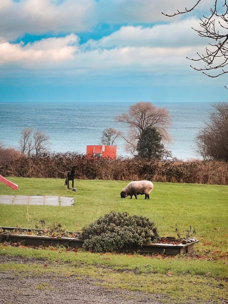 Schaf auf dem Rasen im Garten mit Spielplatz, hinter der Hecke ein rotes Häuschen und die Ostsee