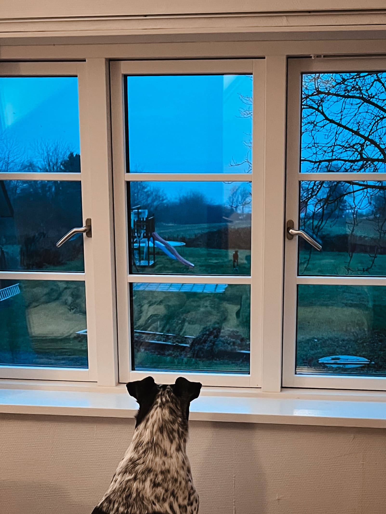 Schwarz-weißer Hund schaut durchs Fenster in einen winterlichen Garten mit Spielplatz