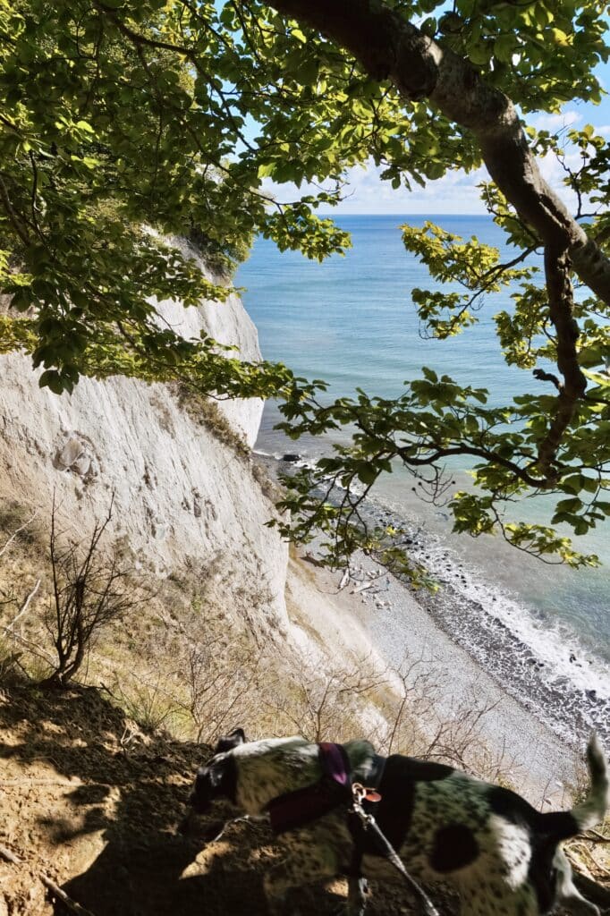 Blick unter Buchen hindurch auf die Kreidefelsen von Jasmund und die Ostsee, vorne ein Hund