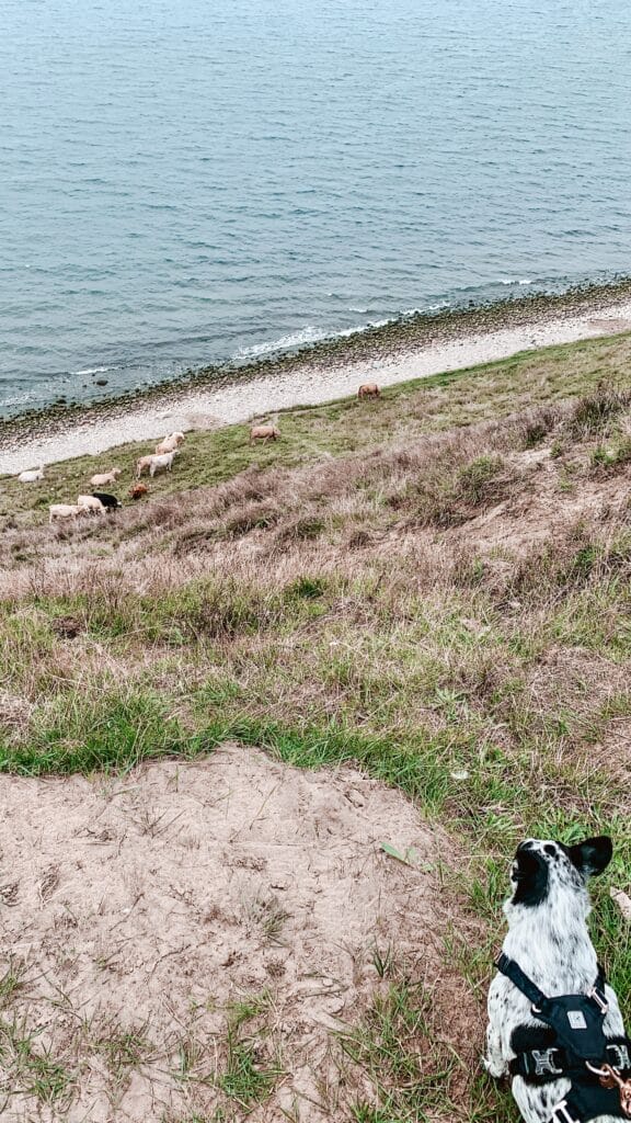 Hund beobachtet Schafe an einem Hang über dem Meer