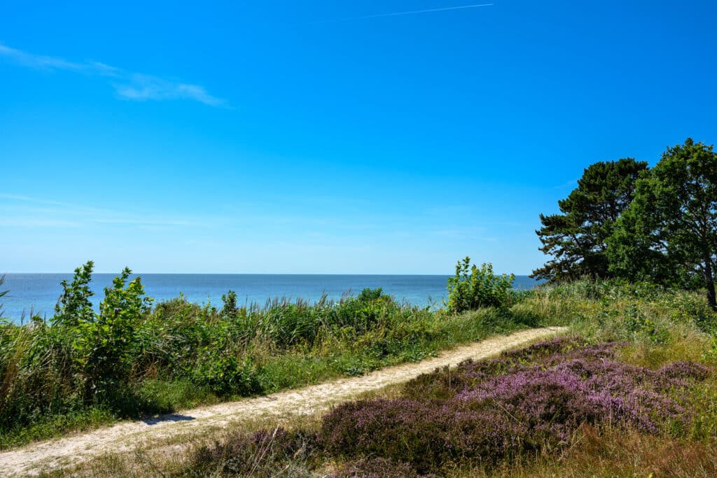 Wanderweg durch Heidekraut am Meer zwischen Boderne und Arnager
