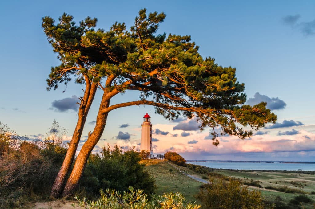 Leuchtturm Dornbusch und eine vom Wind gebeugte Kiefer auf Hiddensee
