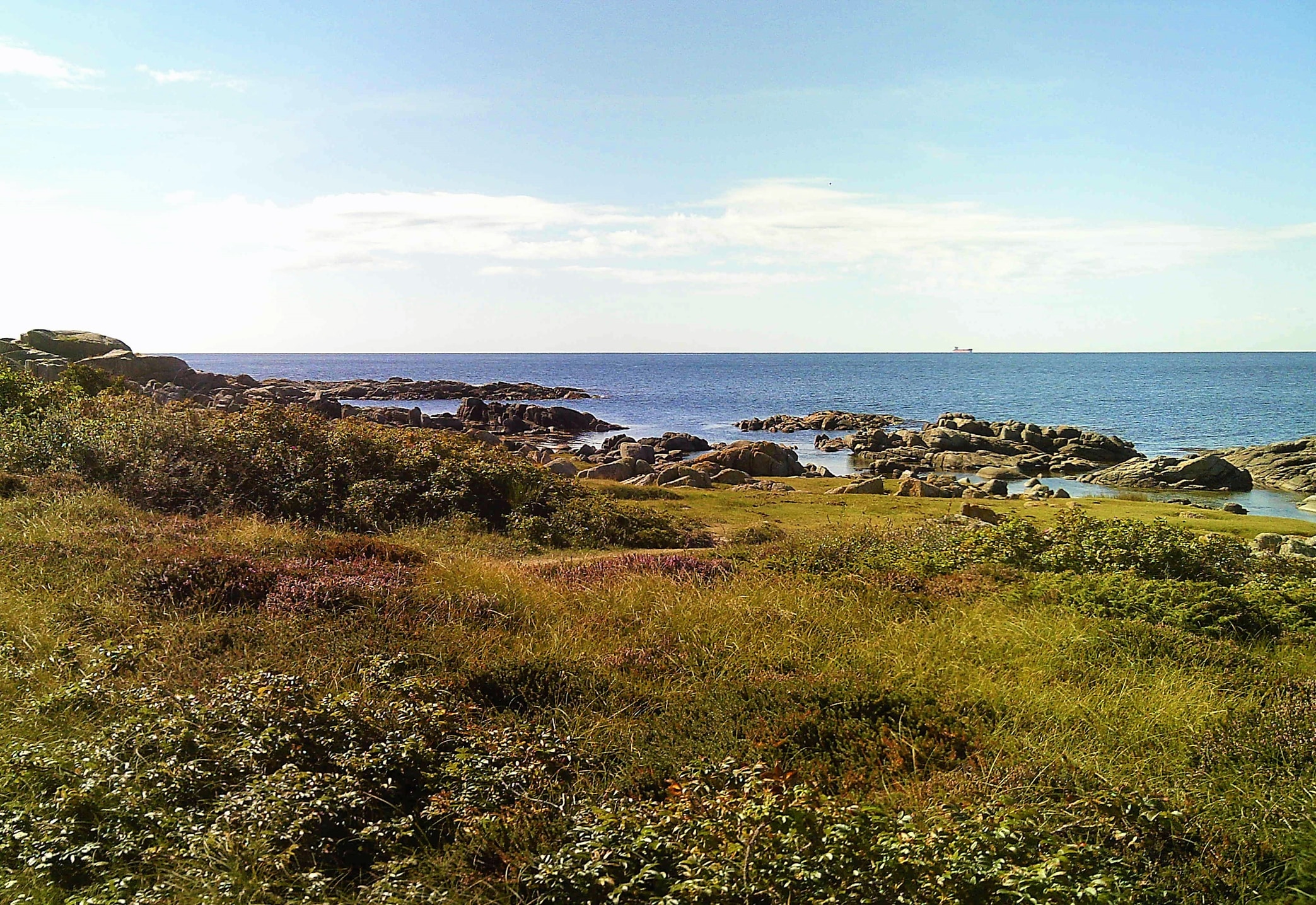 Mit Heidekraut und Gras bewachsene Küste Bornholms, Granitfelsen im Meer, am Horizont ein Schiff