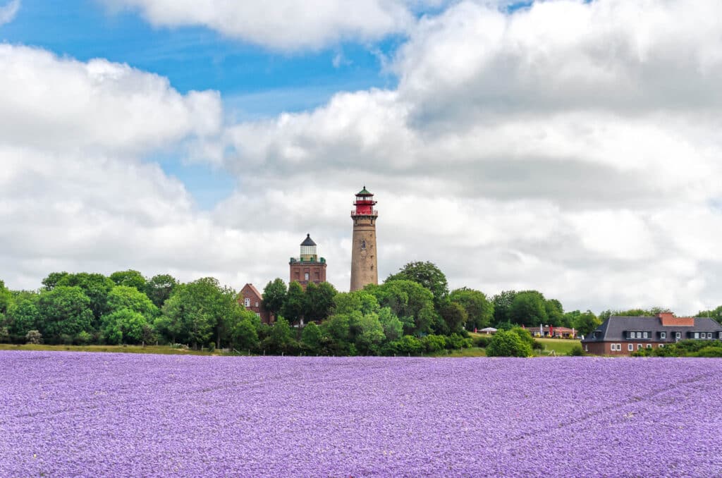 Die beiden Leuchttürme am Kap Arkona hinter einem lila blühenden Feld