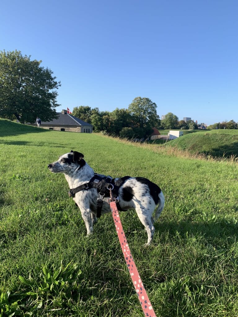 Schwarz-weißer Hund an der Leine auf dem grasbewachsenen Wall des Kastellet