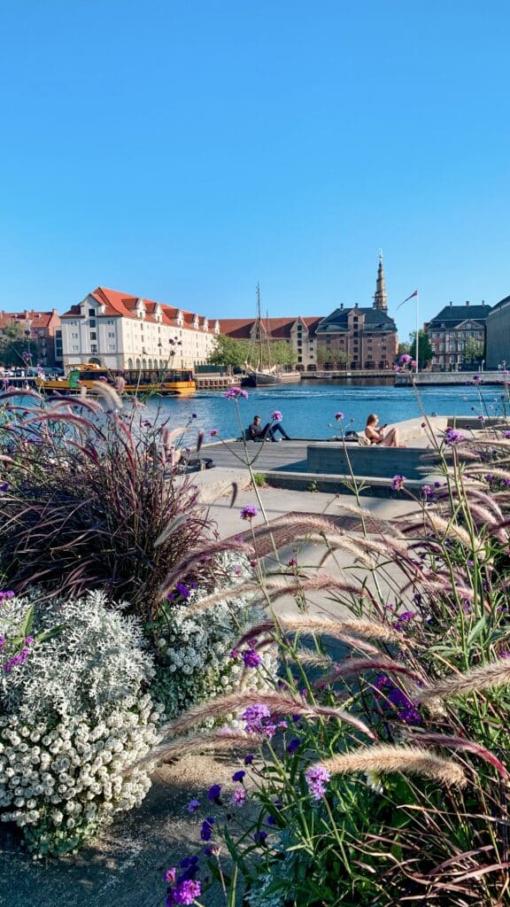 Ziergräser und Blumen am Kanal, im Hintergrund Türme und Häuser
