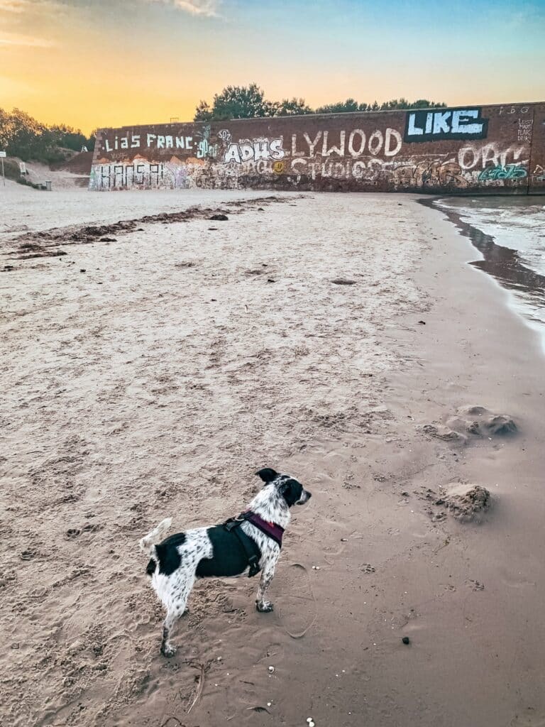 Hund am Hundestrand in Prora, dahinter eine Mauer mit Graffiti