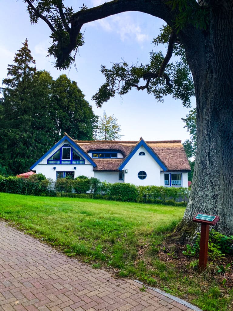 Reetgedecktes Haus und alte Eiche in Ralswiek