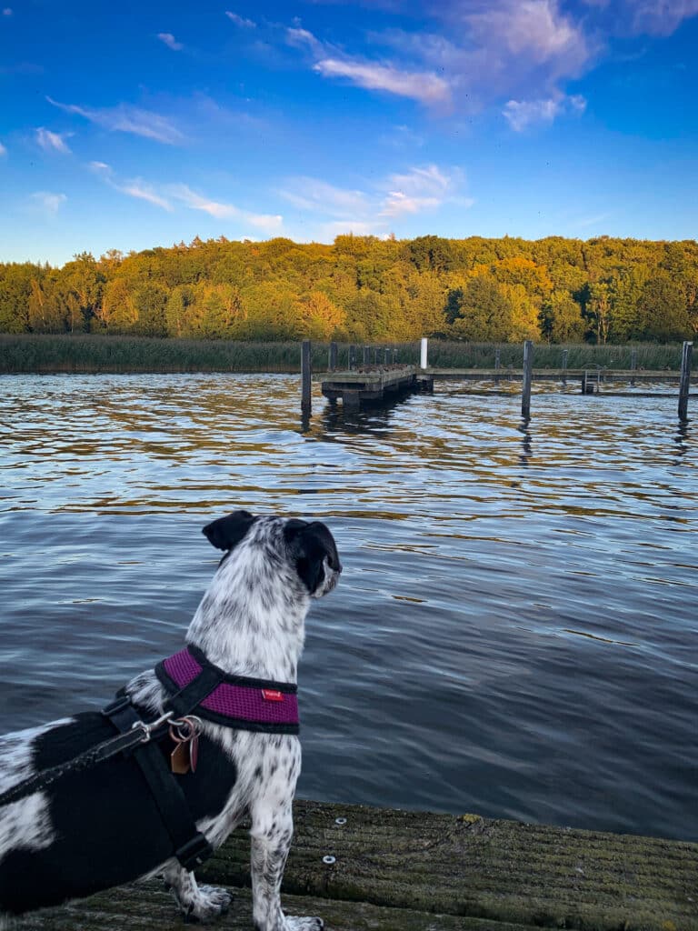 Hund auf einem Steg am Bodden in Ralswiek