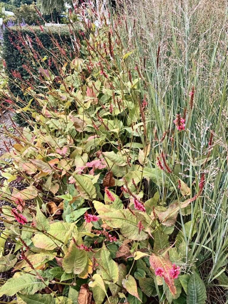 Blühende Pflanzen in einem Garten in Stralsund