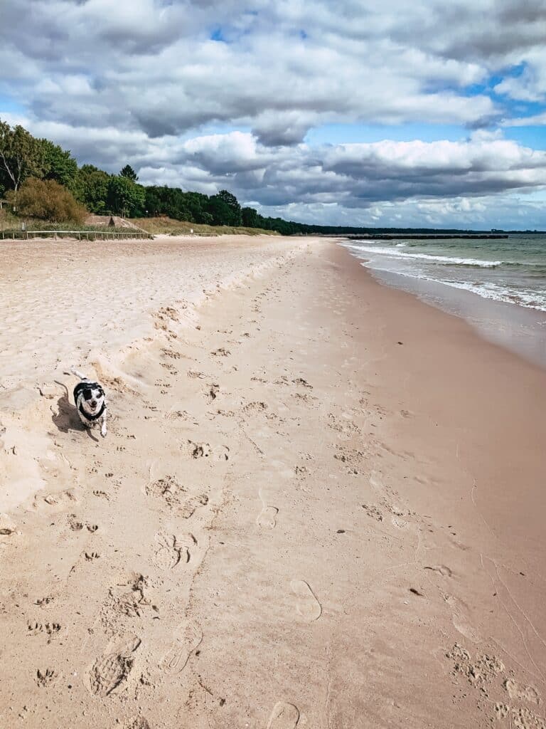 Kleiner Hund an einem breiten Sandstrand in Ystad