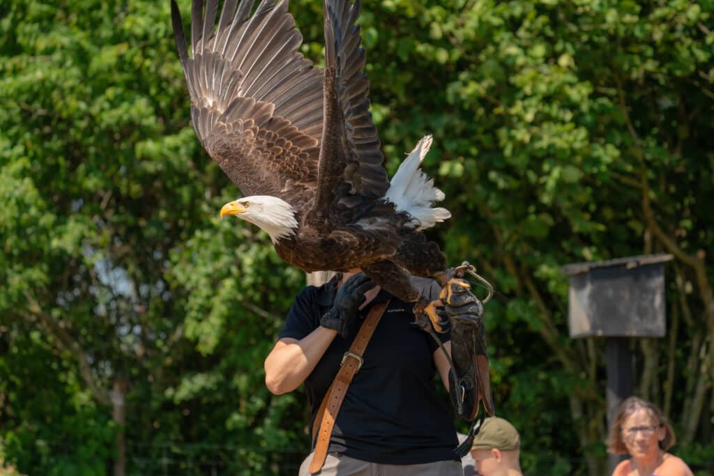 Weißkopfseeadler landet bei der Vorführung auf dem Handschuh des Falkners