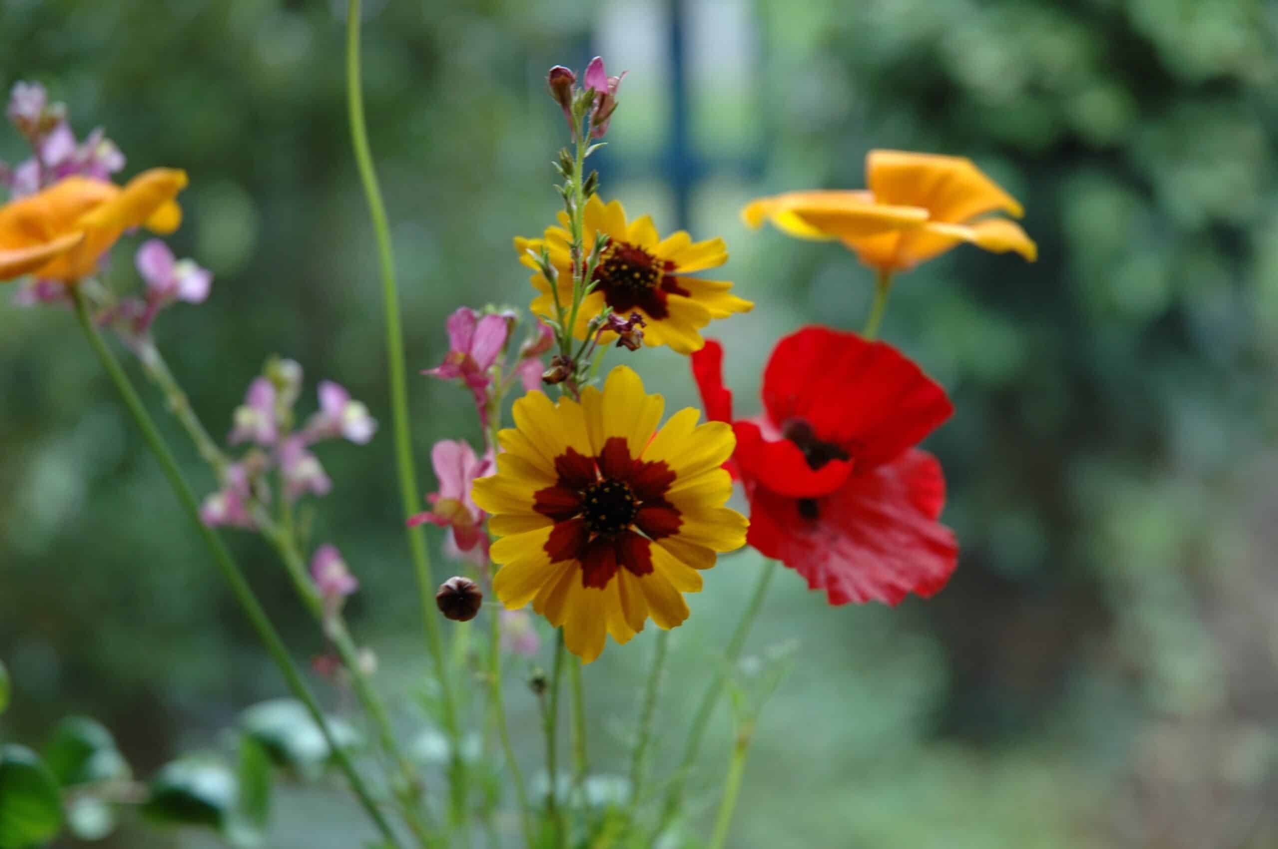 Roter Mohn und gelbe Blüten mit dunkler Mitte im Garten des Schmetterlingsparks