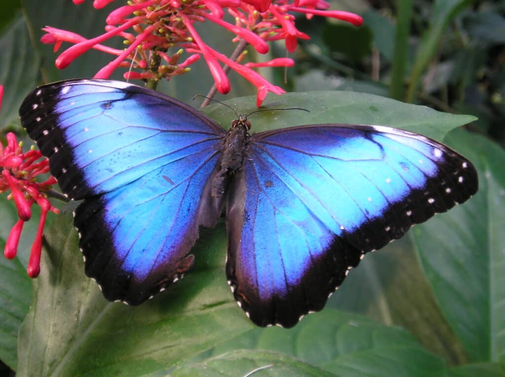 Blauer Morphofalter auf einem Blatt neben roten Blüten