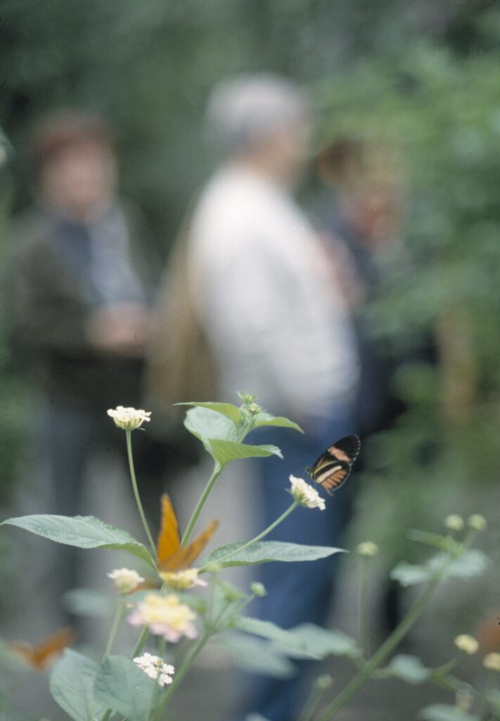 Schmetterlinge auf weißen Blüten, im Hintergrund Besucher des Schmetterlingsparks